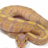 Banana Ball Python kaufen