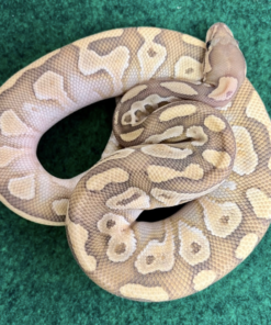 Butter Ball Python kaufen