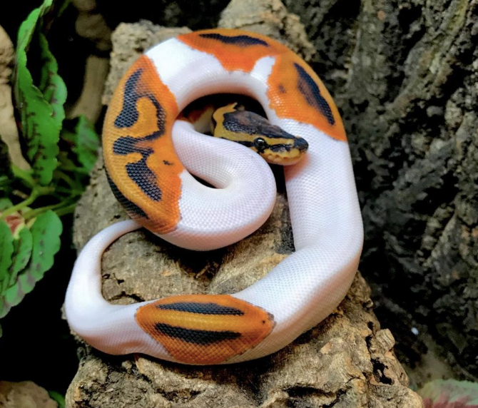 Piebald Königspython (Python regius) zu verkaufen